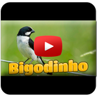 Bigodinho Cantando Tui Tui ícone