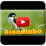 Bigodinho Cantando Tui Tui ícone