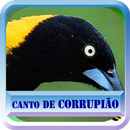O canto Pássaro Sofreu ou Corrupião APK
