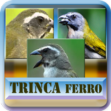 Todos em 1 |Canto Trinca Ferro icône