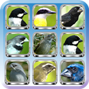 Canto Papa Capim Brasileiros APK