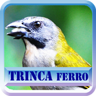 Canto  Fêmea De Trinca Ferro ไอคอน