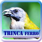Canto  Fêmea De Trinca Ferro ícone
