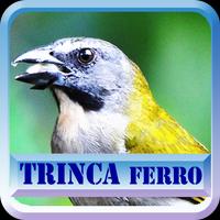 Canto  Fêmea De Trinca Ferro Cartaz