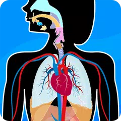 Human Anatomy - Body parts APK download