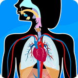 Human Anatomy - Body parts ไอคอน