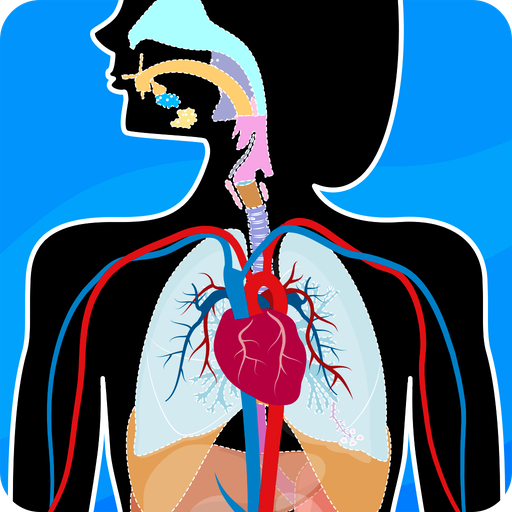 Human Anatomy Learning - Quiz