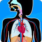 Human Anatomy - Body parts ikona