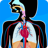 Anatomie – lichaamsdelen