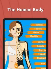 Human Anatomy - Body parts アプリダウンロード