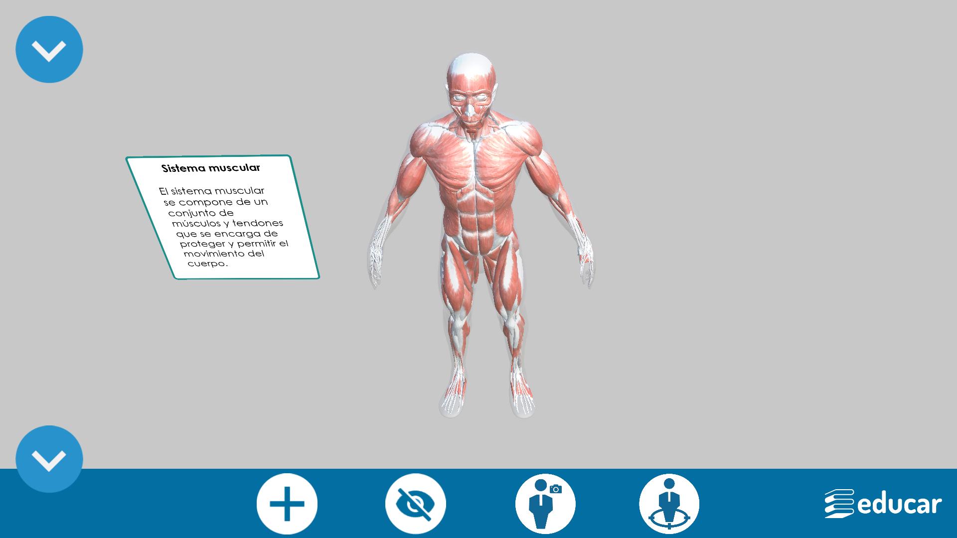 Featured image of post Sistemas Del Cuerpo Humano Wallpaper Te ofrece a trav s del mapa gr fico de tu dise o una manera de explorar todo lo que eres la capacidad energ tica de tu cuerpo el potencial de tu mente tus miedos y mecanismos de defensa el origen de tus impulsos y ansiedad los intereses que