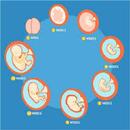 Pregnancy Weeks APK