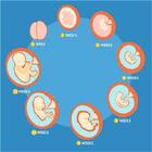 Pregnancy Weeks иконка