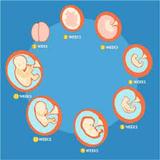 Pregnancy Weeks ไอคอน