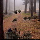 APK Wild Boar Hunting2