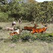 Perros caza ciervos jabalies