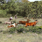 Perros caza ciervos jabalies icône