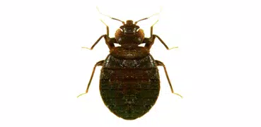 Bed Bug Field Guide