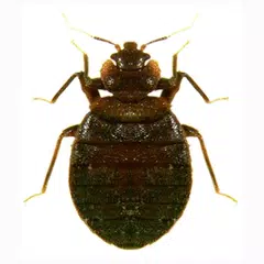 Bed Bug Field Guide APK Herunterladen