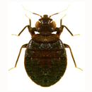 Bed Bug Field Guide aplikacja