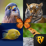 Zoology: Animal Kingdom Study