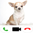Chihuahua Dog Video Call иконка