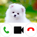 Pomeranian Dog Video Call Simu APK