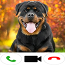 Rottweiler Dog Video Call APK