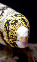 Eel Wallpaper syot layar 1