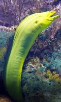Eel Wallpaper syot layar 2