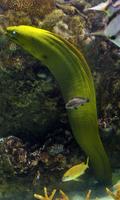 Eel Wallpaper syot layar 3