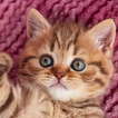 Cats Jigsaw Puzzles Collection icon