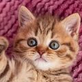 Cats Jigsaw Puzzles Collection