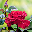 Flower Puzzles World ikon