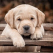 آیکون‌ Animals Puzzles Jigsaw