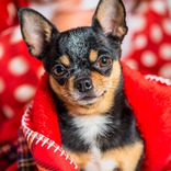 Jigsaw Puzzles Dogs Collection