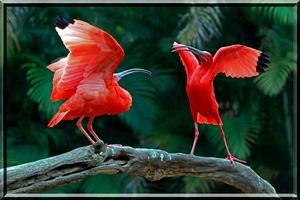 Birds Jigsaw Puzzles imagem de tela 2