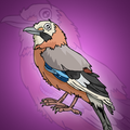Cute Jay Bird Rescue