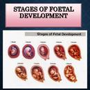 Fetal development stages APK