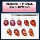 Fetal development stages icône