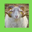 Eid sheep