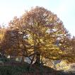 Otoño Mágico en el valle del Ambroz