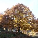 Otoño Mágico en el valle del Ambroz APK