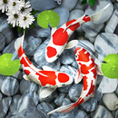 Fish Live Wallpaper HD APK