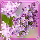 Tenderness Lilac APK
