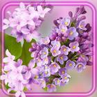 Tenderness Lilac Zeichen