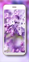 Tenderness Lilac Plakat