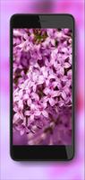 Tenderness Lilac Screenshot 1