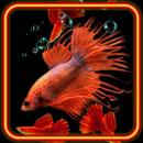 Aquarium Fish Collection APK