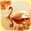 Autumn Swans Live Wallpaper APK